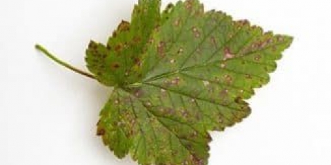 Kako liječiti septoriju ribizle